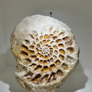 Fossil feeling ii