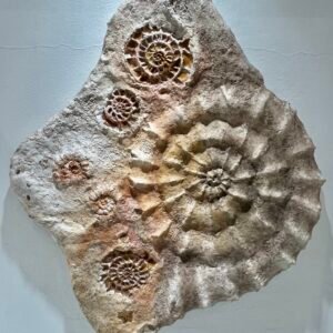 Fossil feelings ii