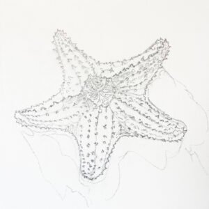 Red Starfish