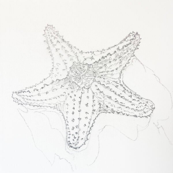 Red Starfish