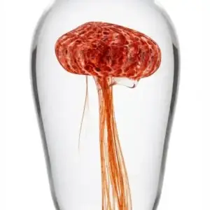 Orange Jelly Fish
