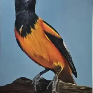 Aruba nature