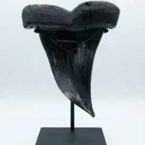 black-sharks-tooth-Grace-Chepenik